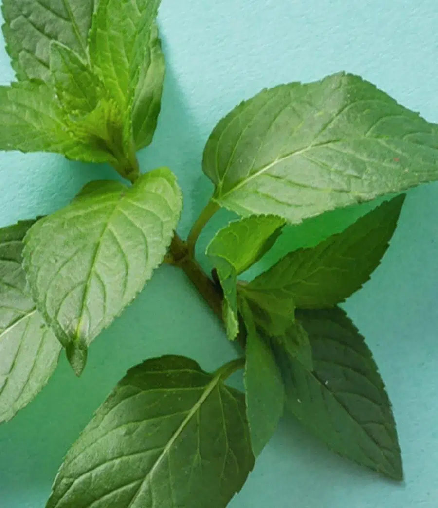 EOS Sweet Mint Baume à Lèvres Bio en Stick à la Menthe Douce 4g – Image 4